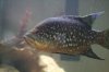 tilapia3.jpg