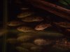 fish 009 (Small).jpg