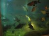 IMG_4646 Tank Fishes.JPG