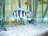 fish 029.jpg
