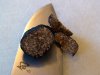 blacktruffle.jpg