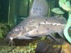 20080430synock 004.jpg