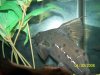 20080430synock 006.jpg