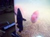 100_1803.jpg