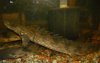 Polypterus sp 1.JPG