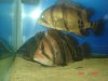 DSC02432.JPG