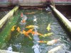 IMG_2497 Koi in Tanks.JPG