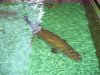 IMG_2498 Arapaima and others large fishes.JPG