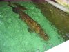 IMG_2499 Close view Arapaima.JPG