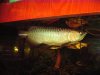 IMG_2509 Arowana Display.JPG