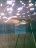 Arowana.jpg