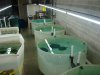 TFH pictures 006.JPG