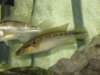 fish 025.jpg