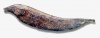 apteronotus cuchillo.jpg