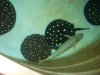 TFH pictures 012.JPG