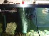 fnew fish pics 2 019.jpg
