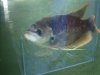 fnew fish pics 2 020.jpg