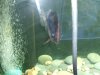 fnew fish pics 2 021.jpg