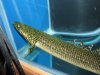 fnew fish pics 2 023.jpg