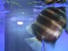 fnew fish pics 2 039.jpg
