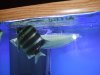 fnew fish pics 2 040.jpg