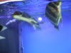 fnew fish pics 2 041.jpg