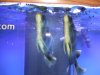 fnew fish pics 2 042.jpg