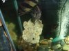 fnew fish pics 2 045.jpg
