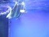 fnew fish pics 2 048.jpg