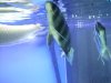 fnew fish pics 2 049.jpg