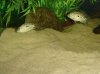 09-21-07 Lots of Juvie Cichlids 080.jpg
