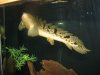 fish2 041.jpg