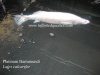 Platinum Barrramundi 2.jpg