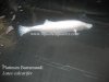Platinum Barrramundi 3.jpg