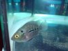 DSC00439.JPG