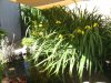 iris 001.JPG