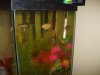 my new fish 001.jpg