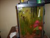my new fish 002.jpg