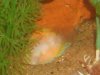 my new fish 003.jpg