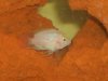 my new fish 004.jpg