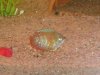my new fish 005.jpg