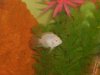 my new fish 006.jpg