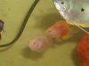 my new fish 007.jpg