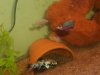 my new fish 008.jpg