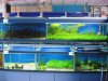 IMG_2691 Entrance Water Plants.JPG