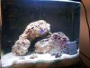 fish tank sump 010.jpg