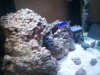 fish tank sump 011.jpg