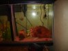 my new fish 001.jpg