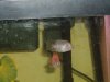 my new fish 002.jpg