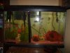 my new fish 003.jpg